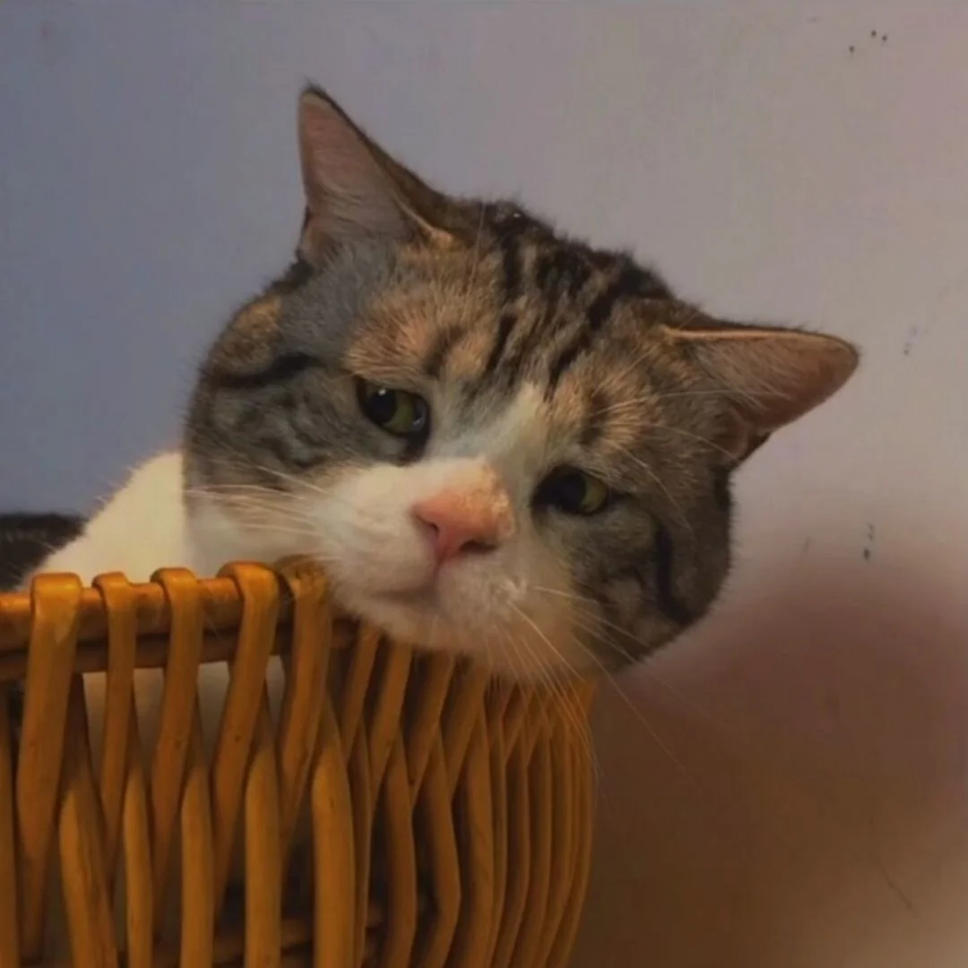 Profile Image of the Author